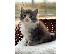 PoulaTo: Γενεαλογικά Maine Coon Kittens